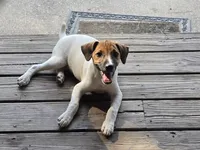 Jack, a male Jack Russell Terrier for sale in Anna, IL – 1 of 6