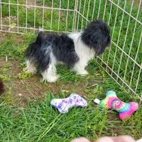 Tiny Panda 7lbs, a female Shih Tzu for sale in Anna, IL – Photo 2 of 7