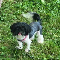 Tiny Panda 7lbs, a female Shih Tzu for sale in Anna, IL – Photo 1 of 7