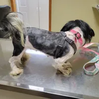 Tiny Panda 7lbs, a female Shih Tzu for sale in Anna, IL – Photo 6 of 7