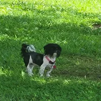 Tiny Panda 7lbs, a female Shih Tzu for sale in Anna, IL – Photo 3 of 7