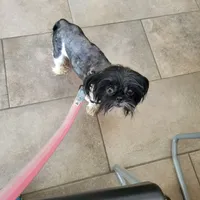 Tiny Panda 7lbs, a female Shih Tzu for sale in Anna, IL – Photo 7 of 7