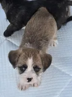 Cupid, a male Shih Tzu and Miniature Dachshund for sale in Anna, IL – Photo 3 of 3