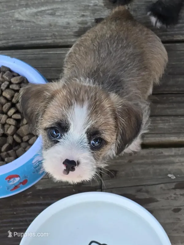 Cupid – Shih Tzu, Miniature Dachshund puppy for sale in Anna, IL