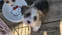 Cupid, a male Shih Tzu and Miniature Dachshund for sale in Anna, IL – Photo 2 of 3