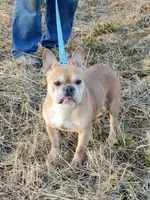 AKC Robin, a male French Bulldog for sale in Anna, IL – Photo 3 of 5