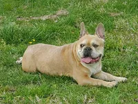 AKC Robin, a male French Bulldog for sale in Anna, IL – Photo 4 of 5