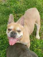 AKC Robin, a male French Bulldog for sale in Anna, IL – Photo 5 of 5