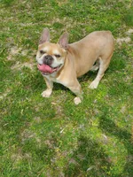 AKC Robin, a male French Bulldog for sale in Anna, IL – Photo 2 of 5