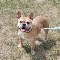 AKC Robin, a male French Bulldog for sale in Anna, IL – Photo 1 of 5