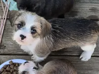 Heart, a female Shih Tzu and Miniature Dachshund for sale in Anna, IL – Photo 2 of 3