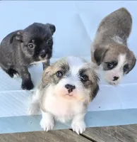 Heart, a female Shih Tzu and Miniature Dachshund for sale in Anna, IL – Photo 3 of 3