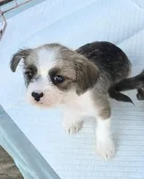 Heart, a female Shih Tzu and Miniature Dachshund for sale in Anna, IL – Photo 1 of 3