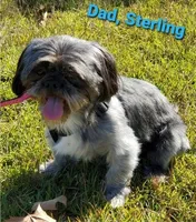 Cocoa, a female Shih Tzu for sale in Anna, IL – Photo 4 of 5