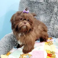 Cocoa, a female Shih Tzu for sale in Anna, IL – Photo 1 of 5