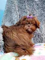 Cocoa, a female Shih Tzu for sale in Anna, IL – Photo 3 of 5