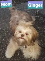 Cocoa, a female Shih Tzu for sale in Anna, IL – Photo 5 of 5