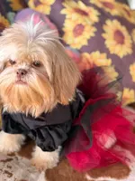 Lavender Gucci, a female Shih Tzu for sale in Anna, IL – 3 of 5
