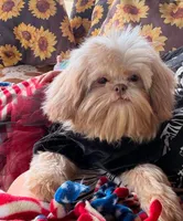 Lavender Gucci, a female Shih Tzu for sale in Anna, IL – 4 of 5