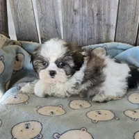 Imperial boy, a male Shih Tzu for sale in Anna, IL – Photo 2 of 4