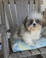 Imperial boy, a male Shih Tzu for sale in Anna, IL – 3 of 6
