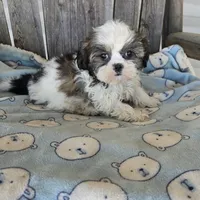 Imperial boy, a male Shih Tzu for sale in Anna, IL – Photo 3 of 4