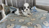 Imperial boy, a male Shih Tzu for sale in Anna, IL – Photo 3 of 4