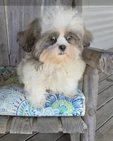 Imperial boy, a male Shih Tzu for sale in Anna, IL – 2 of 6