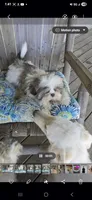 Imperial boy, a male Shih Tzu for sale in Anna, IL – 5 of 6