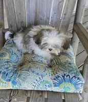 Imperial boy, a male Shih Tzu for sale in Anna, IL – 4 of 6
