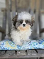 Imperial boy, a male Shih Tzu for sale in Anna, IL – 1 of 6