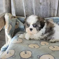 Imperial boy, a male Shih Tzu for sale in Anna, IL – Photo 4 of 4