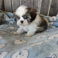Imperial boy, a male Shih Tzu for sale in Anna, IL – Photo 1 of 4