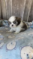 Imperial boy, a male Shih Tzu for sale in Anna, IL – Photo 1 of 4