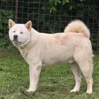 Polar Bear, a male Akita for sale in Anna, IL – Photo 1 of 5