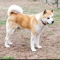 Polar Bear, a male Akita for sale in Anna, IL – Photo 5 of 5