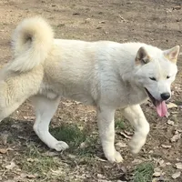 Polar Bear, a male Akita for sale in Anna, IL – Photo 3 of 5