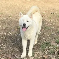 Polar Bear, a male Akita for sale in Anna, IL – Photo 2 of 5
