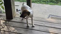 Jack, a male Jack Russell Terrier for sale in Anna, IL – 3 of 6