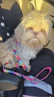 Lavender Gucci, a female Shih Tzu for sale in Anna, IL – 5 of 5