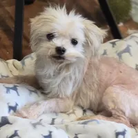 Tiny Puff, a male Maltese for sale in Anna, IL – Photo 3 of 4