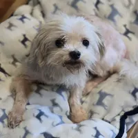 Tiny Puff, a male Maltese for sale in Anna, IL – Photo 4 of 4