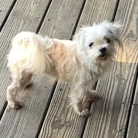 Tiny Puff, a male Maltese for sale in Anna, IL – Photo 1 of 4