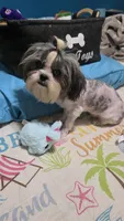 Imperial boy, a male Shih Tzu for sale in Anna, IL – 3 of 5