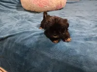 Ninja, a male Shih Tzu for sale in Anna, IL – Photo 2 of 6