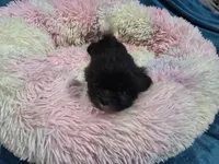 Ninja, a male Shih Tzu for sale in Anna, IL – Photo 6 of 6