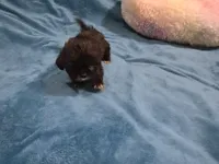 Ninja, a male Shih Tzu for sale in Anna, IL – Photo 4 of 6