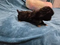 Ninja, a male Shih Tzu for sale in Anna, IL – Photo 5 of 6