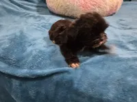 Ninja, a male Shih Tzu for sale in Anna, IL – Photo 3 of 6