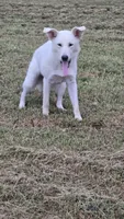 Snow, a female German Shepherd Dog and Great Pyrenees for sale in Anna, IL – 3 of 4